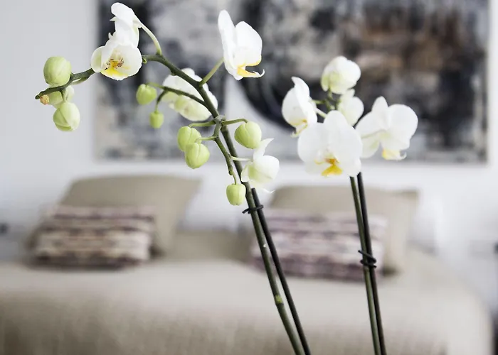 Galerie Dis فندق